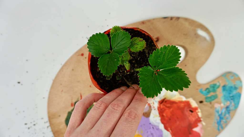 A pot plant above a paint palette. 