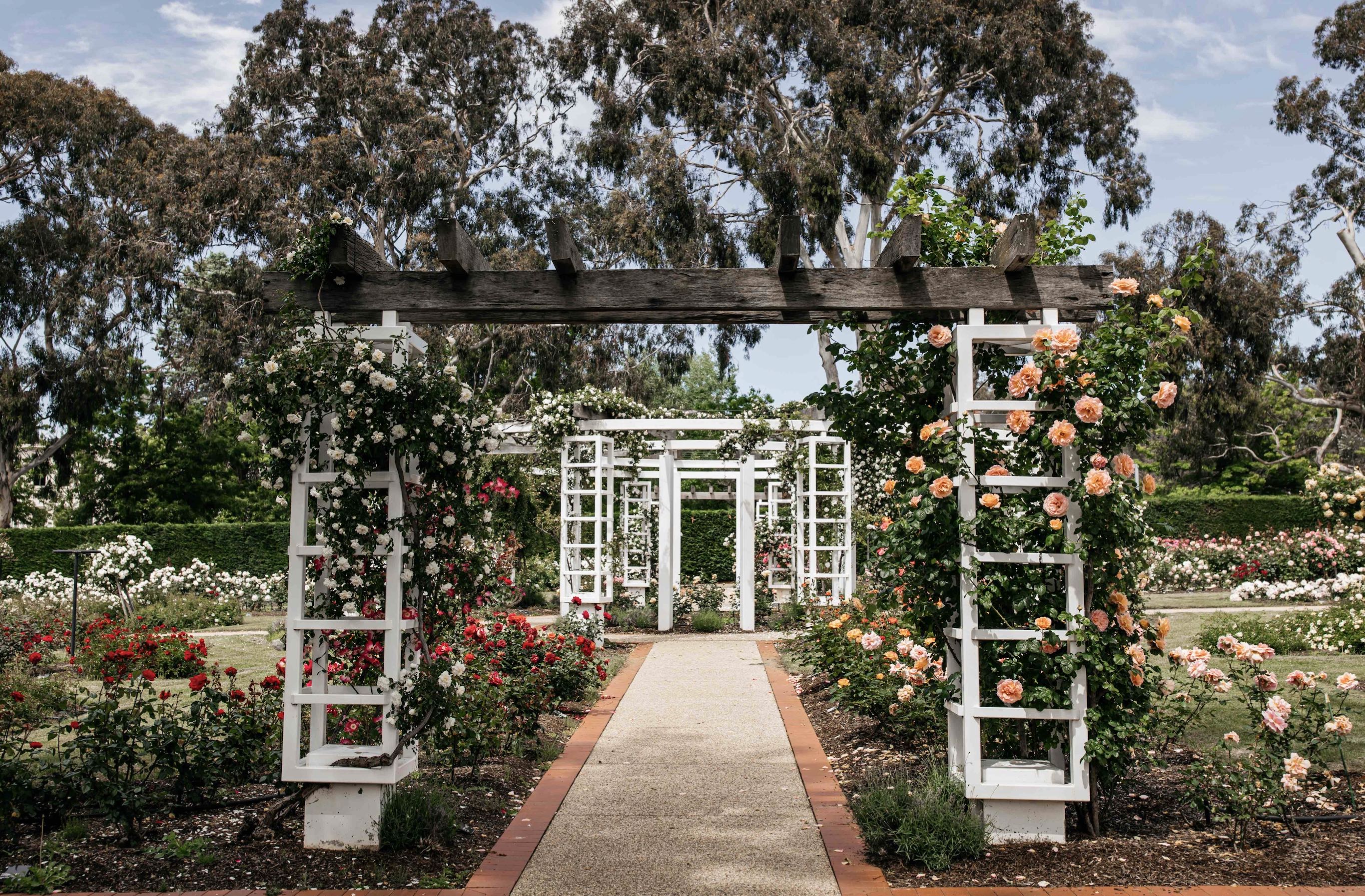 A pathway in a garden with a series of white timber archways covered in different coloured roses. 