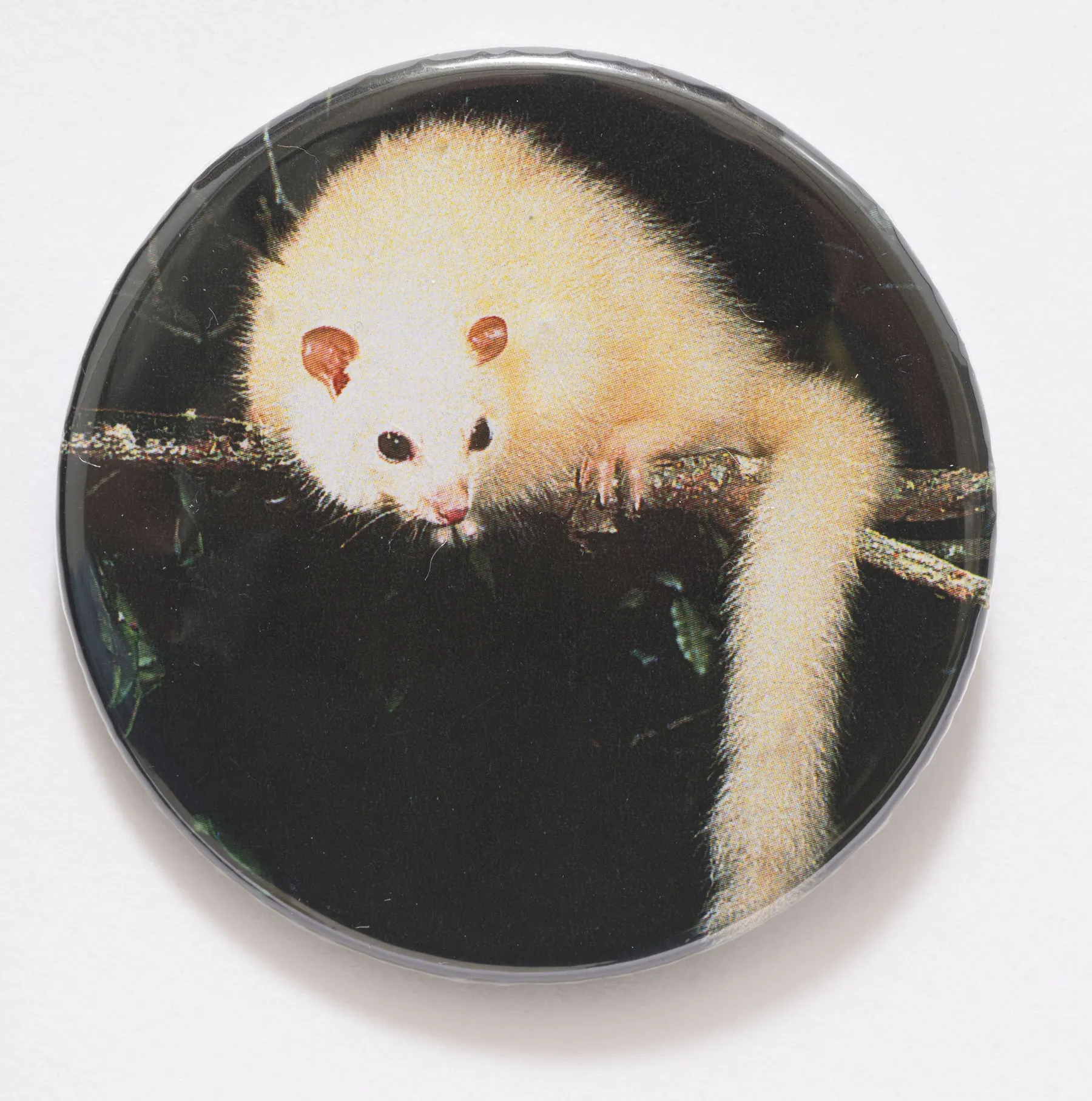 A badge with a picture of a white possum sitting on branch against a black background.