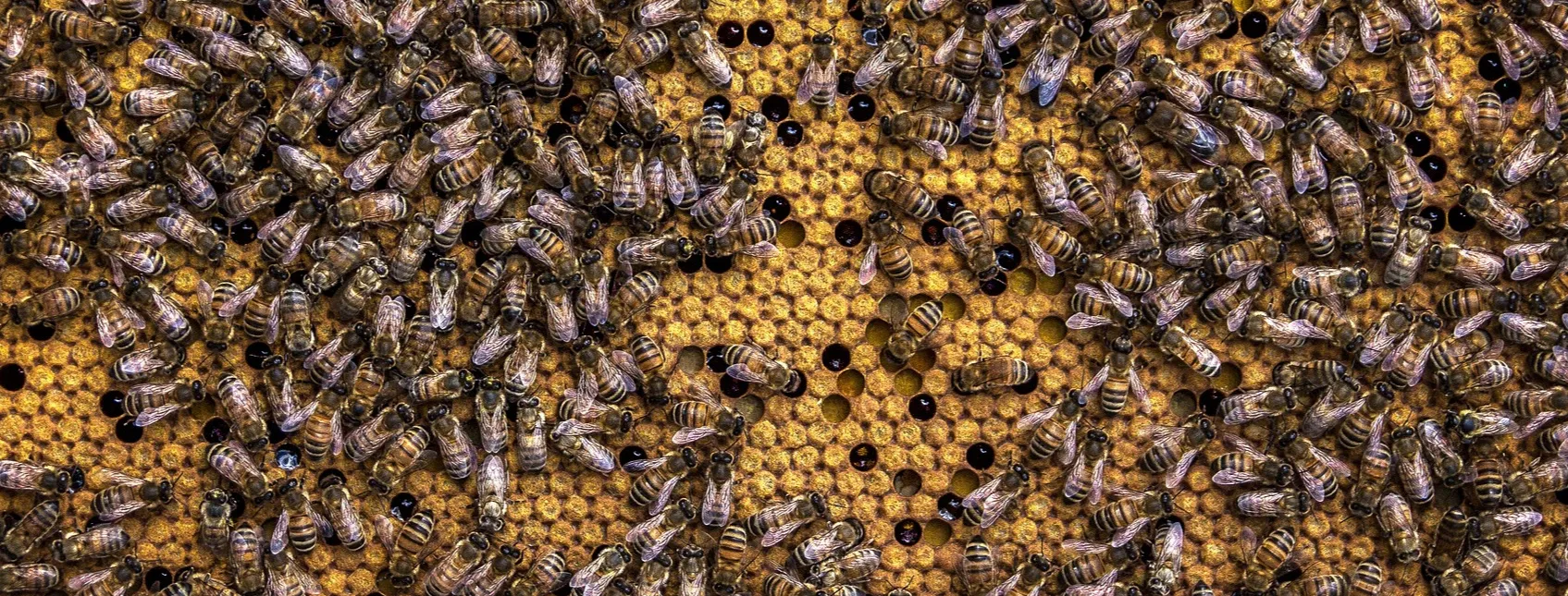 Bee swarming in a hive