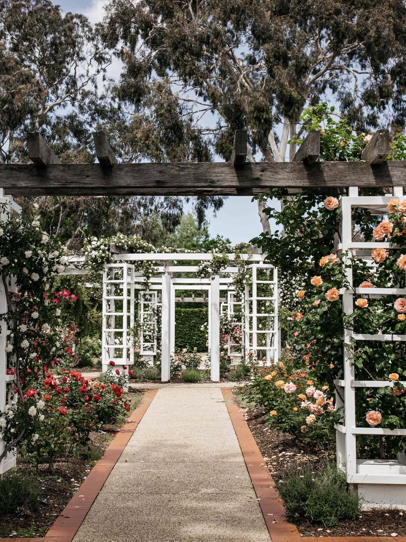 A pathway in a garden with a series of white timber archways covered in different coloured roses. 