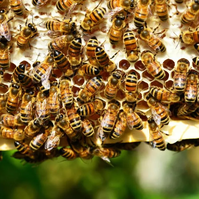 A group of bees on a hive honeycomb.