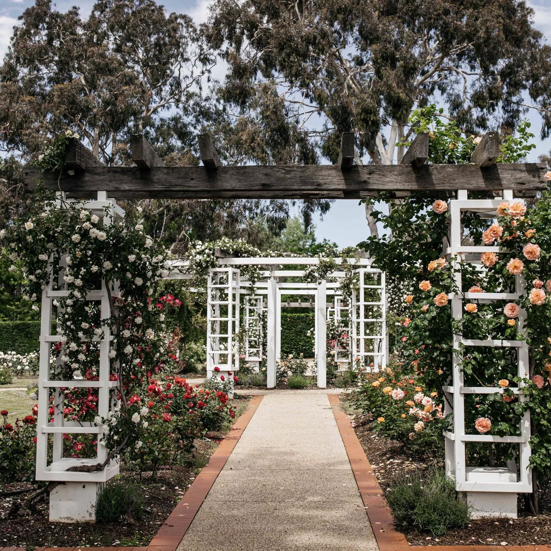 A pathway in a garden with a series of white timber archways covered in different coloured roses. 