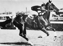 Archie Cameron’s war on Phar Lap