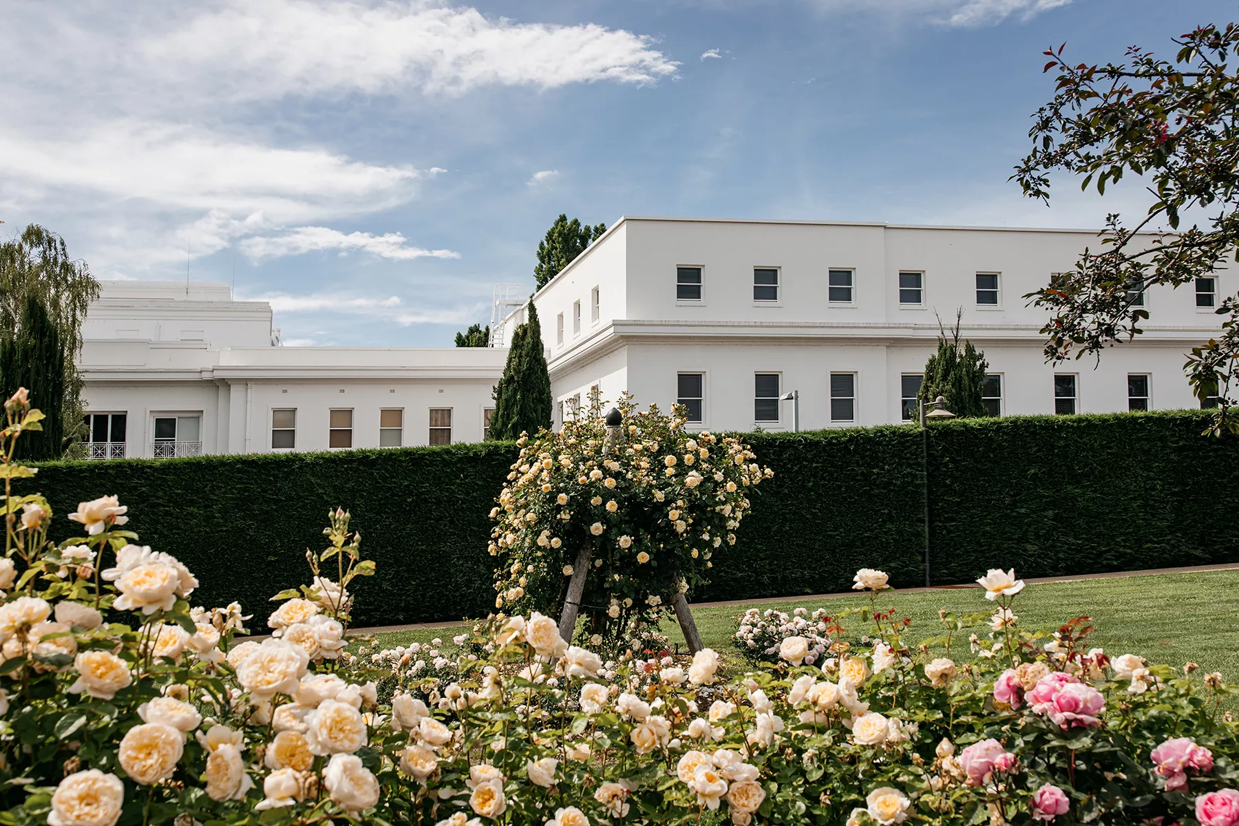 Rose bushes in Old Parliament House Gardens. In the background is a line of hedge, with the building itself behind it.