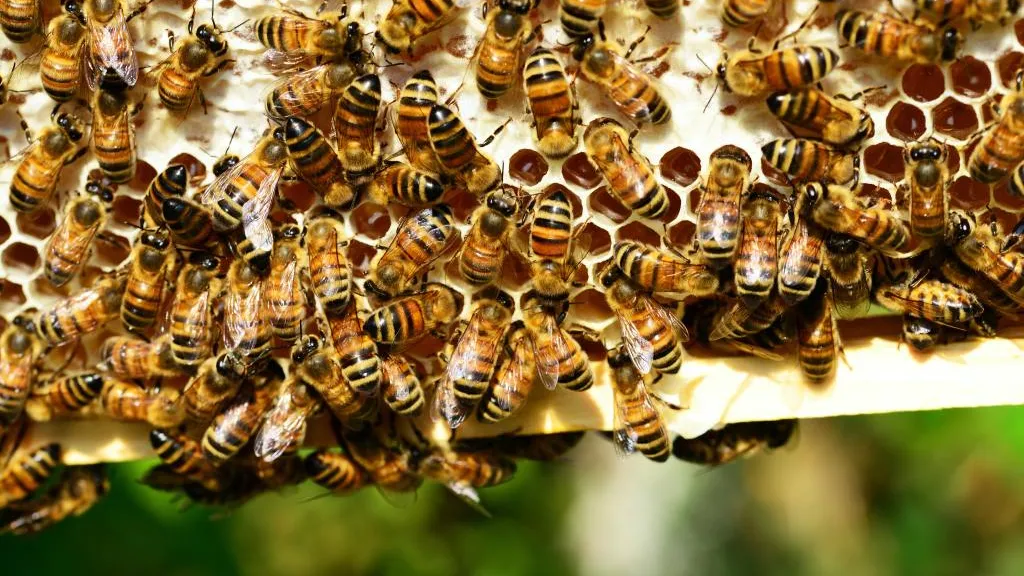 What bees can teach us about democracy What bees can teach us about democracy