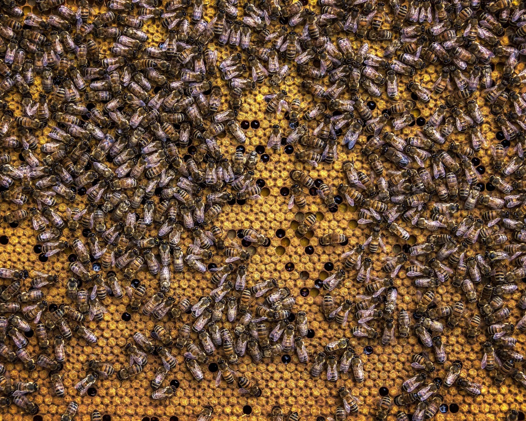 The rise of bee activism – how these humble insects have inspired a mass movement The rise of bee activism – how these humble insects have inspired a mass movement