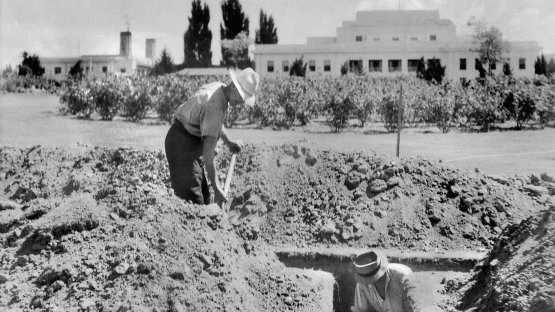 From tulips to trenches: comings and goings in the Old Parliament House Gardens From tulips to trenches: comings and goings in the Old Parliament House Gardens